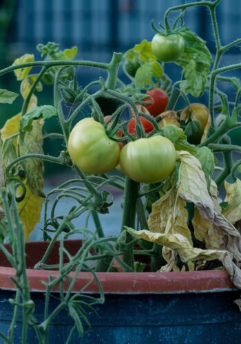 Tomato Plant Wilting