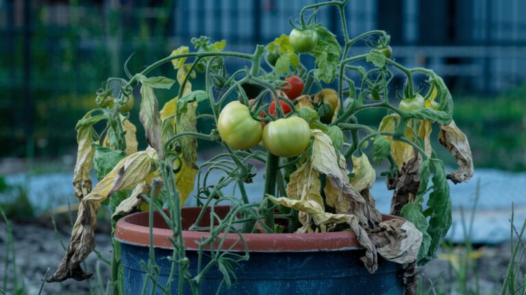 Tomato Plant Wilting