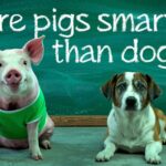 Are Pigs Smarter Than Dogs