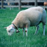 What Do Sheep Eat