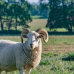 do sheep have horns
