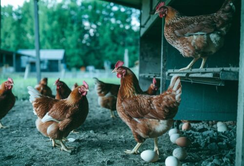 when do chickens start laying eggs
