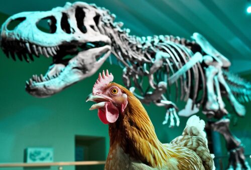 are chickens dinosaurs