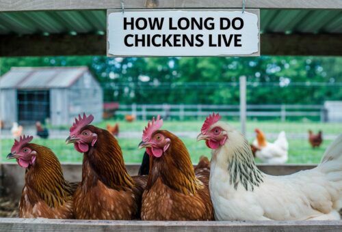 how long do chickens live