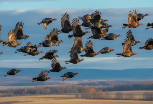 do turkeys migrate