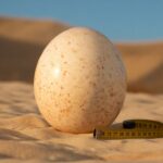 how big are ostrich eggs